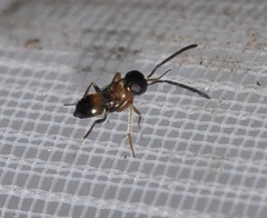 Encyrtidae