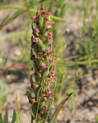 Disa bracteata