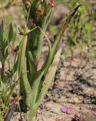 Disa bracteata