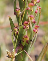 Disa bracteata