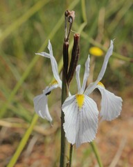 Moraea ogamana