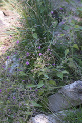 Mirabilis oxybaphoides