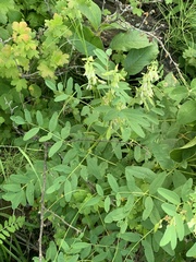 Astragalus americanus