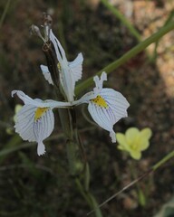 Moraea ogamana