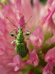 Phyllobius arborator