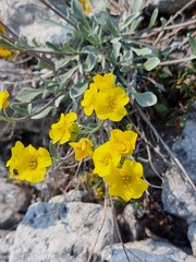 Physaria calderi