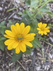 Agapostemon