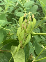 Astragalus americanus