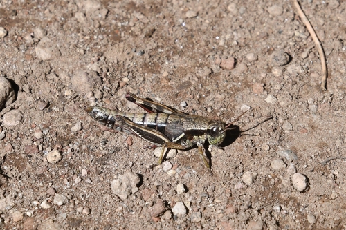 Melanoplus femurnigrum