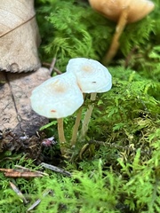 Collybia