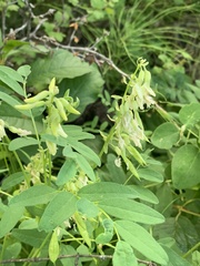 Astragalus americanus