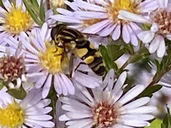 Helophilus latifrons