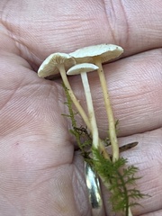 Collybia