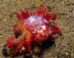 Testudovolva orientis
