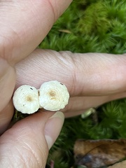 Collybia