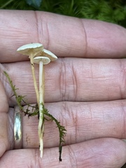 Collybia
