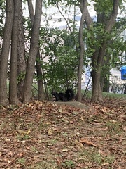 Sciurus carolinensis