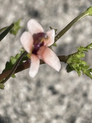 Diascia elongata