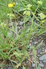 Valerianella uncinata