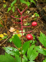 Actaea × ludovicii