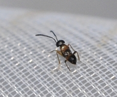 Encyrtidae