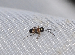 Encyrtidae