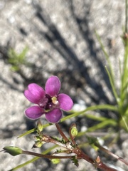 Diascia elongata