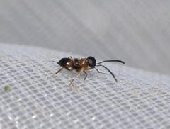 Encyrtidae