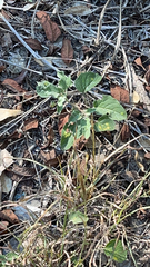 Physalis cinerascens