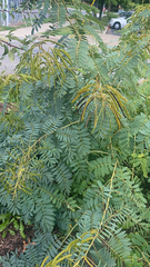 Senna hebecarpa