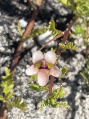 Diascia elongata