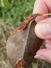 Gymnosporangium sabinae