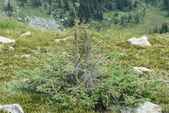 Abies lasiocarpa