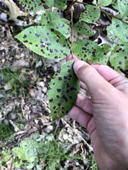 Diplocarpon
