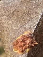 Gymnosporangium sabinae