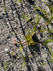 Diascia elongata