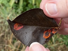 Gymnosporangium sabinae