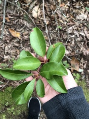 Kalmia latifolia
