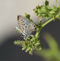 Leptotes pirithous