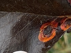 Gymnosporangium sabinae