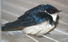 Hirundo albigularis