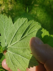 Ribes hudsonianum