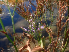 Limonium vulgare