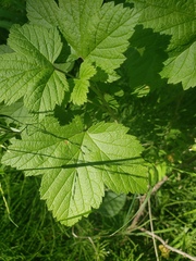 Ribes hudsonianum