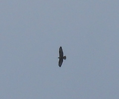 Buteo rufinus