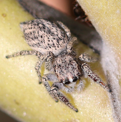 Habronattus