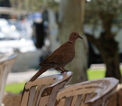 Streptopelia decaocto