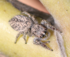 Habronattus