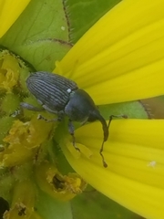 Odontocorynus