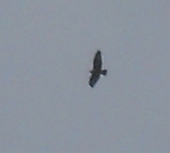 Buteo rufinus